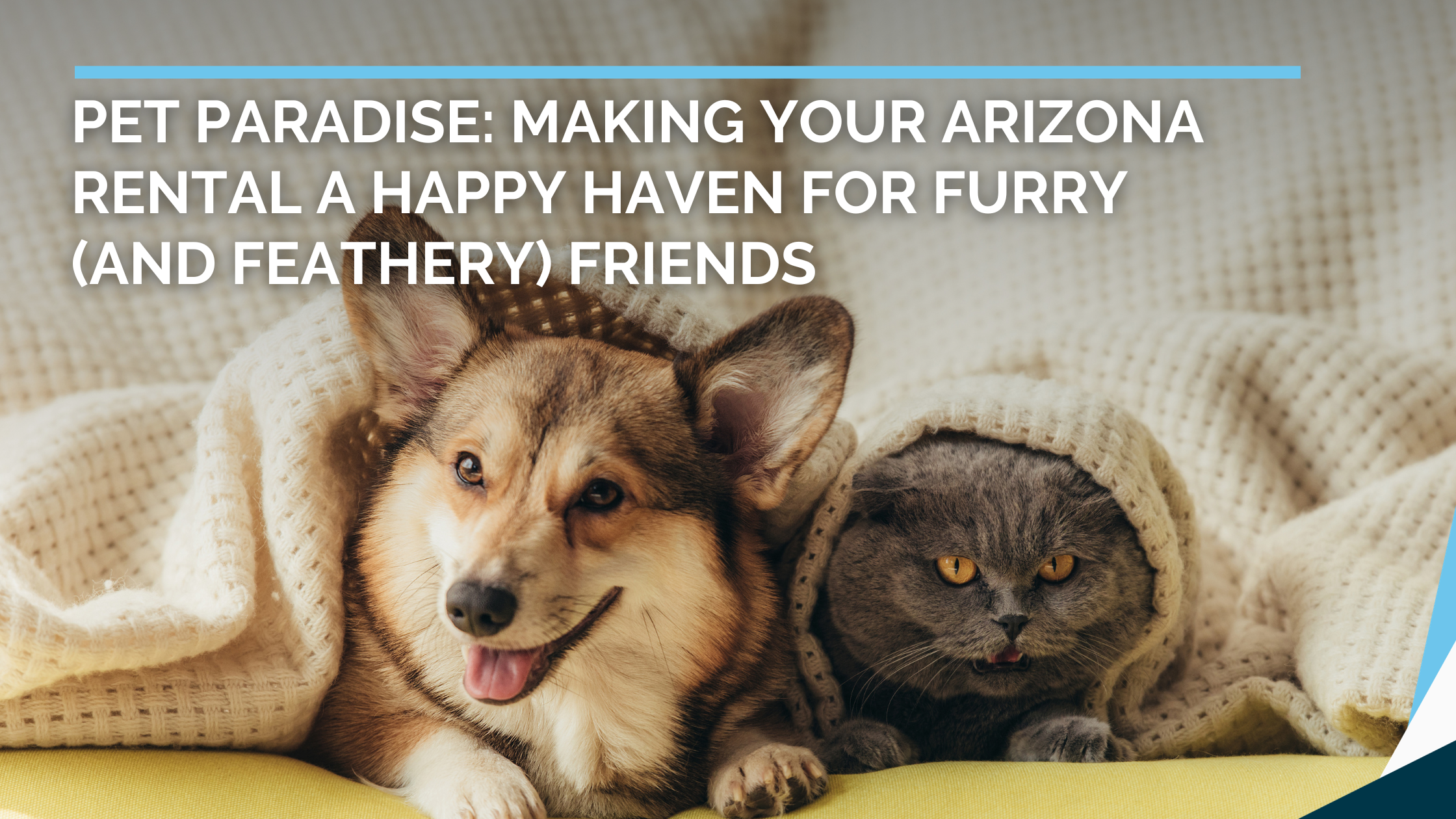 Pet Paradise: Making Your Arizona Rental A Happy Haven for Furry (and Feathery) Friends